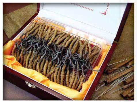 黄平冬虫夏草回收